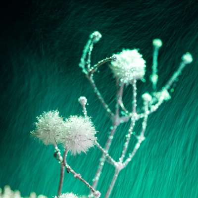 L'image n'est pas encore décrite, veuillez nous en excuser.